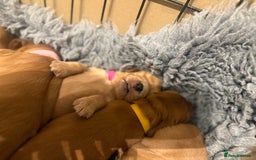 Cocker Spaniel dogs for sale: Show Type Cocker Spaniels - Image 6