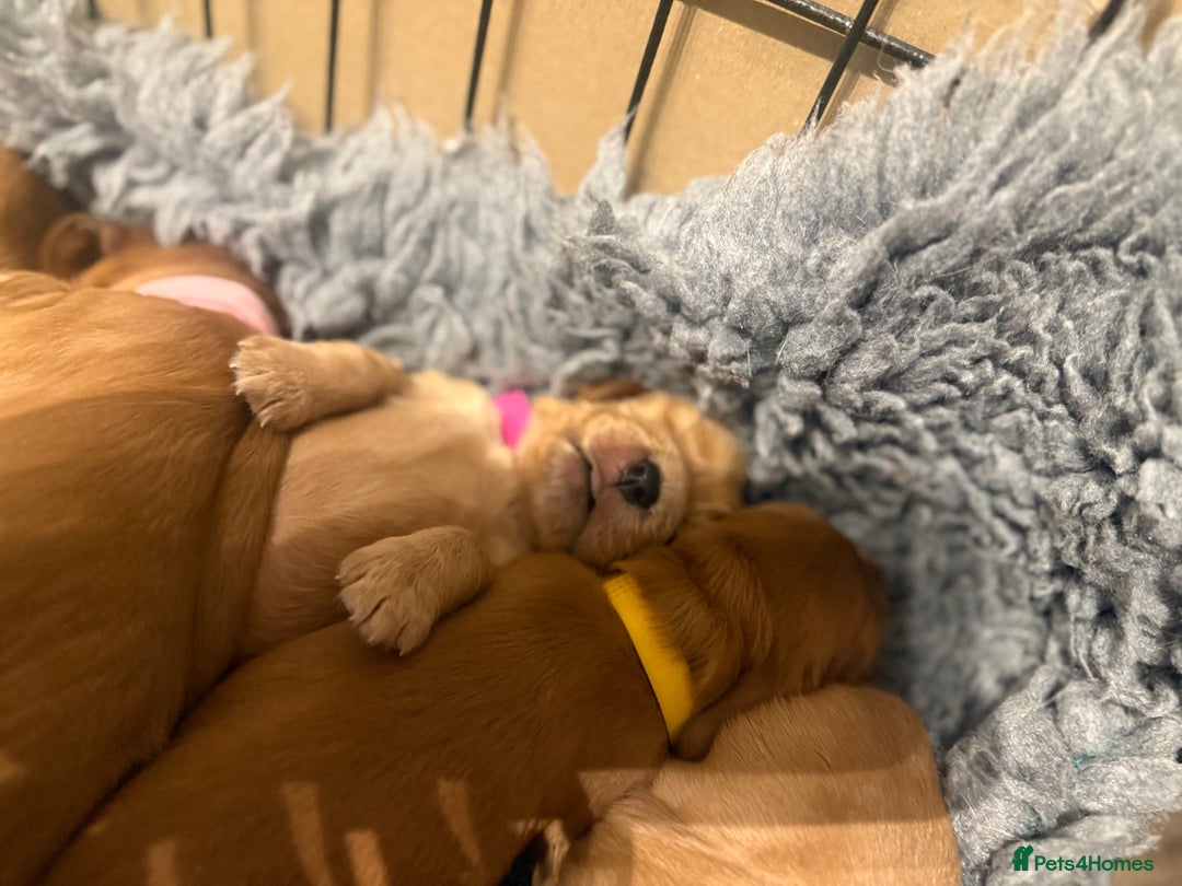 Cocker Spaniel dogs for sale: Show Type Cocker Spaniels - Image 6