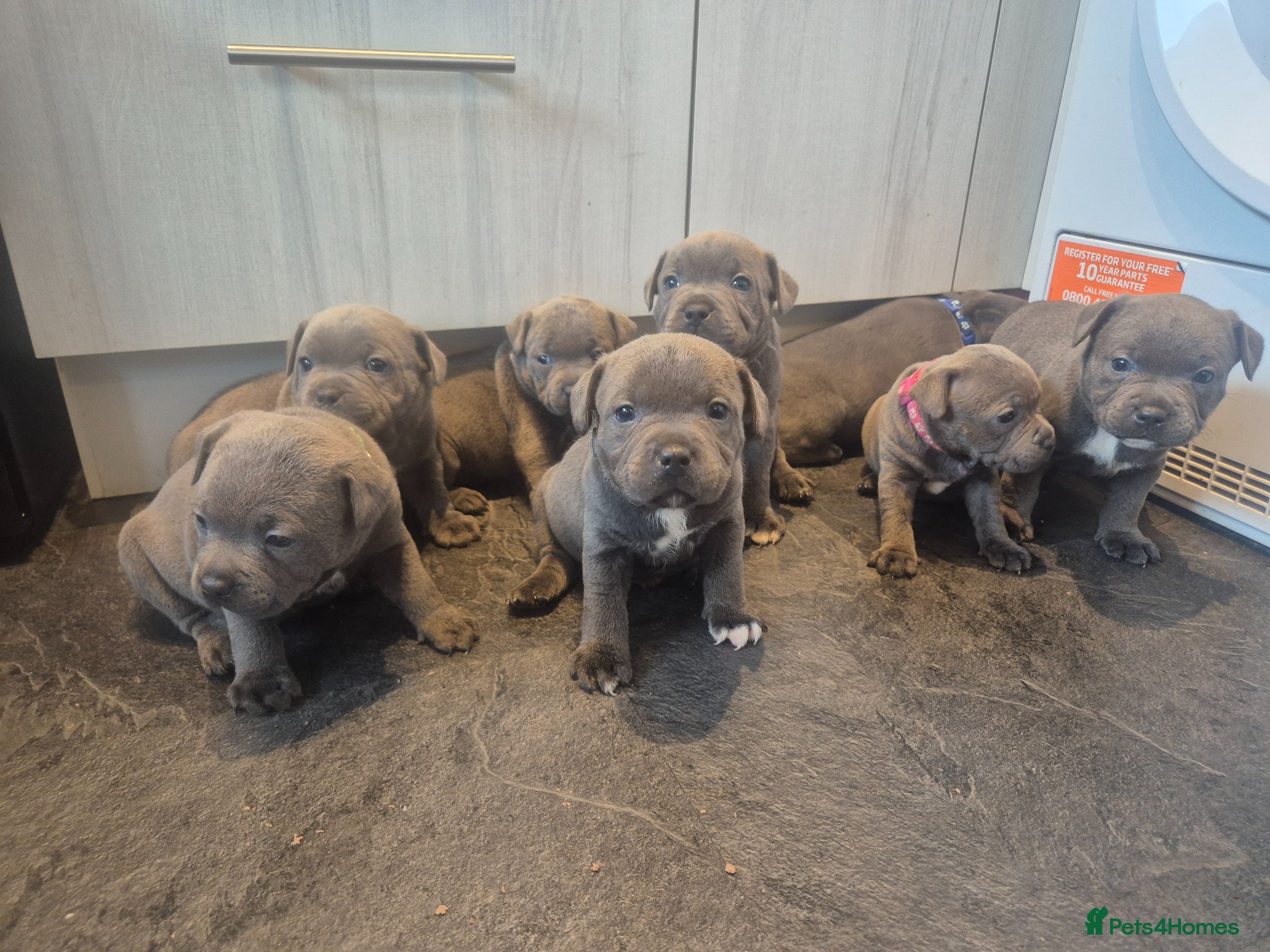Staffordshire Bull Terrier dogs Blue Staffy - A Very Special Final Litter 💙 - Advert 1