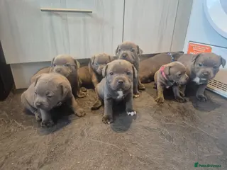 Staffordshire Bull Terrier dogs Blue Staffy - A Very Special Final Litter 💙 - Advert 1