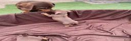 Miniature Dachshund dogs for sale: Stunning miniature dachshund puppies - Advert 4