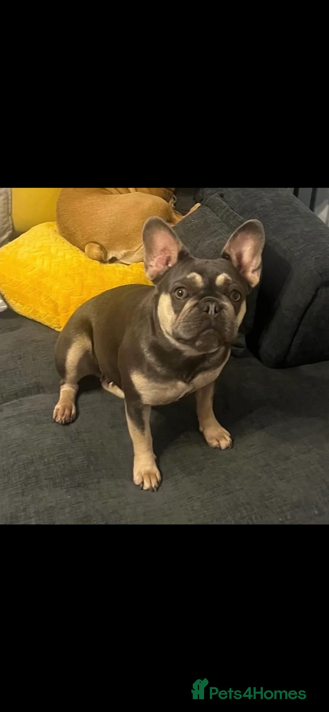 French Bulldog dogs for sale: Beautiful french bulldog - Advert 14