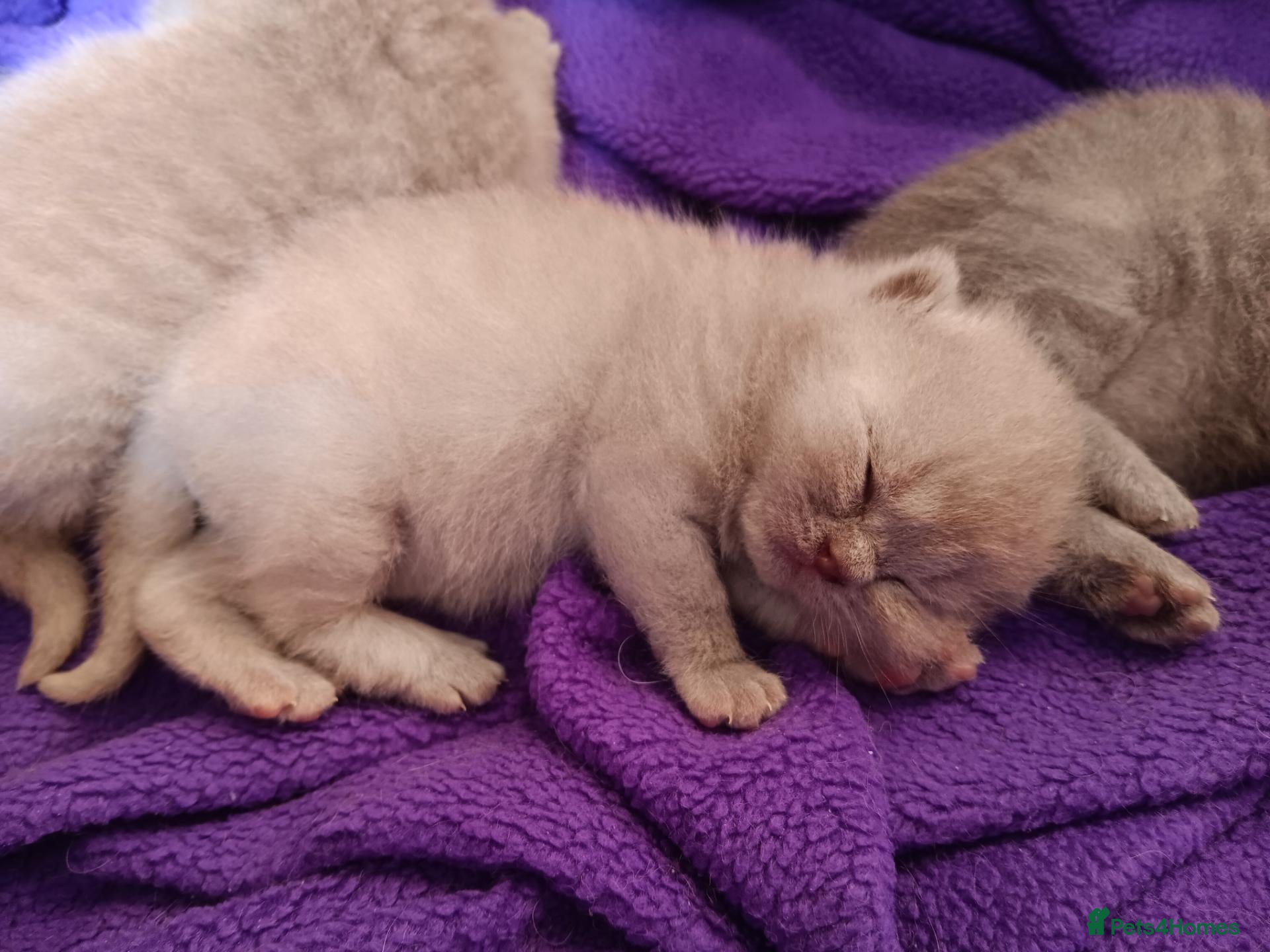 British Shorthair cats Stunning blue pedigree kittens TICA registered  - Advert 1