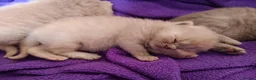 British Shorthair cats for sale: Stunning BSH pedigree kittens TICA registered  - Advert 2