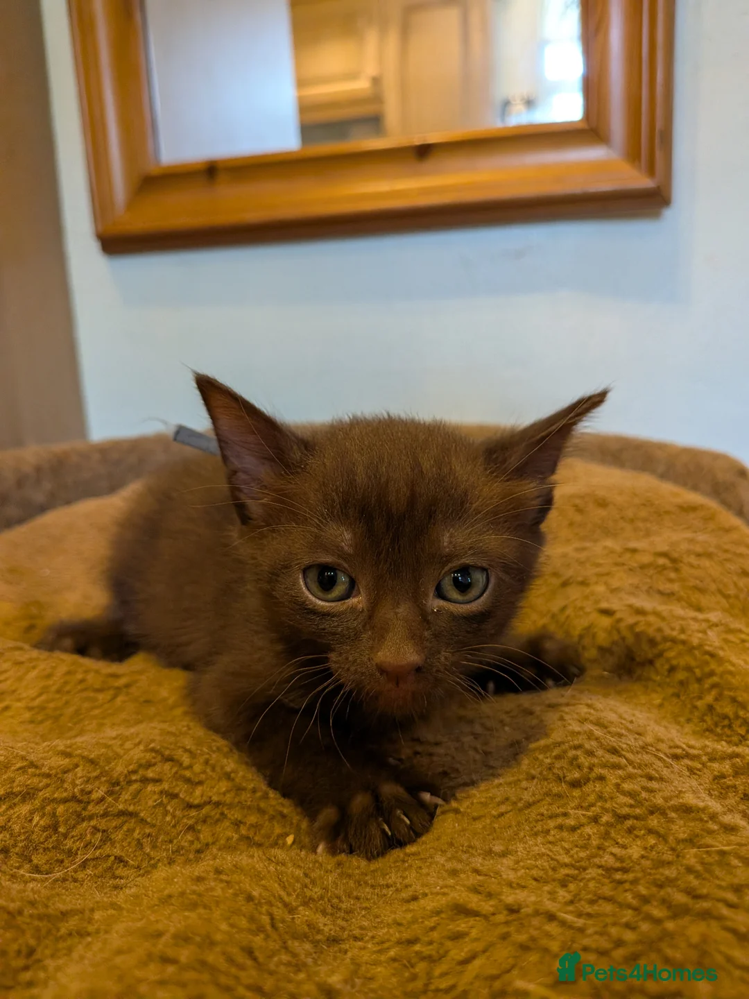 Mixed Breed cats for sale: Burmese Cross kittens - Advert 8