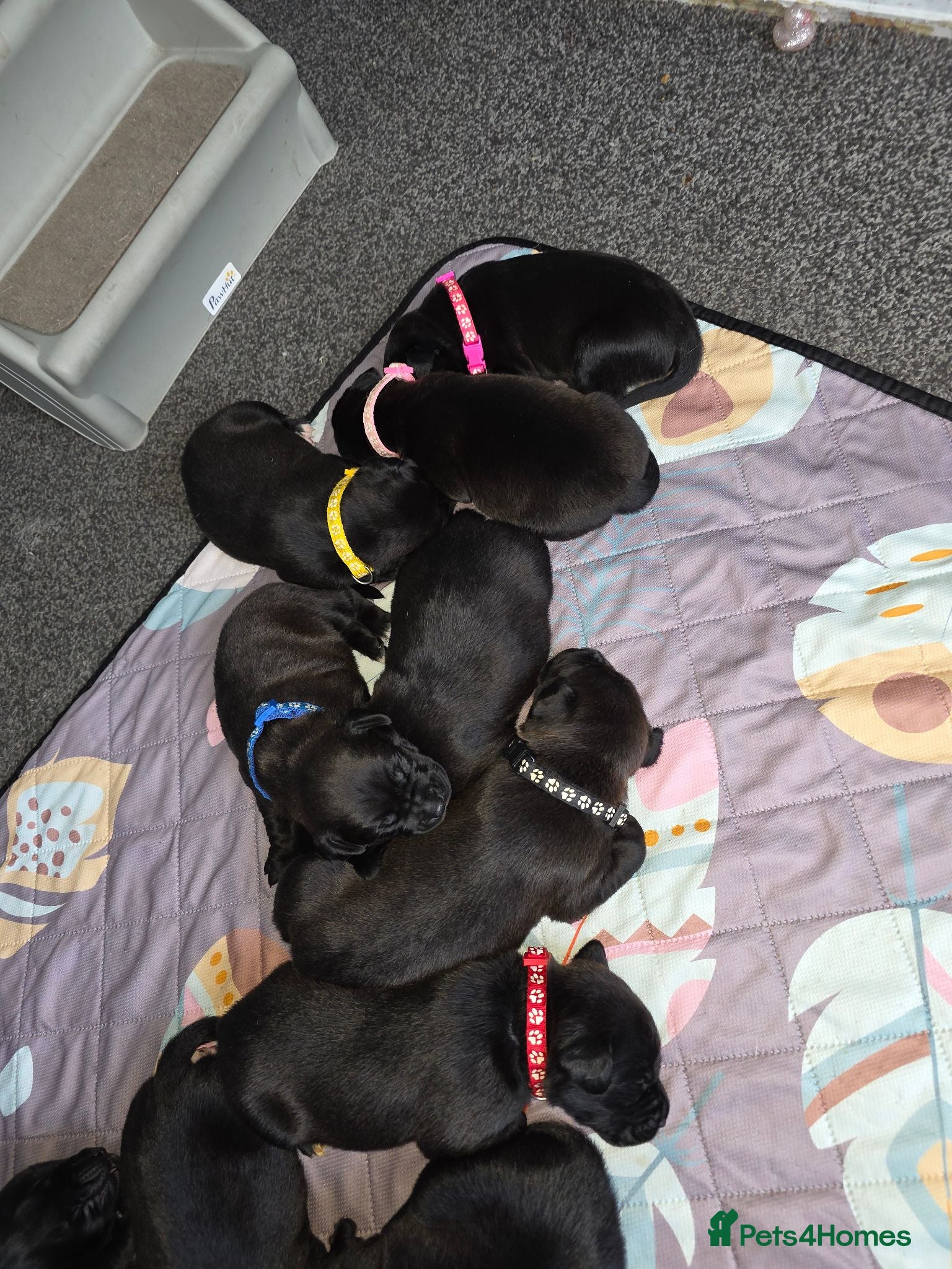 Mixed Breed dogs Gorgeous Staffador Puppies for Sale  - Advert 1