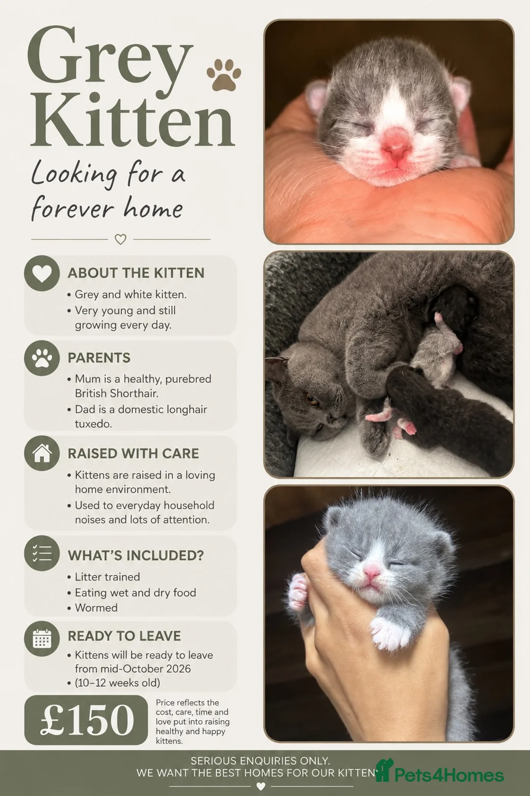 Mixed Breed cats for sale: Grey and white female mixed breed kitten - Advert 1
