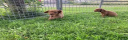 Cocker Spaniel dogs for sale: Cocker Spaniel puppies  - Advert 10