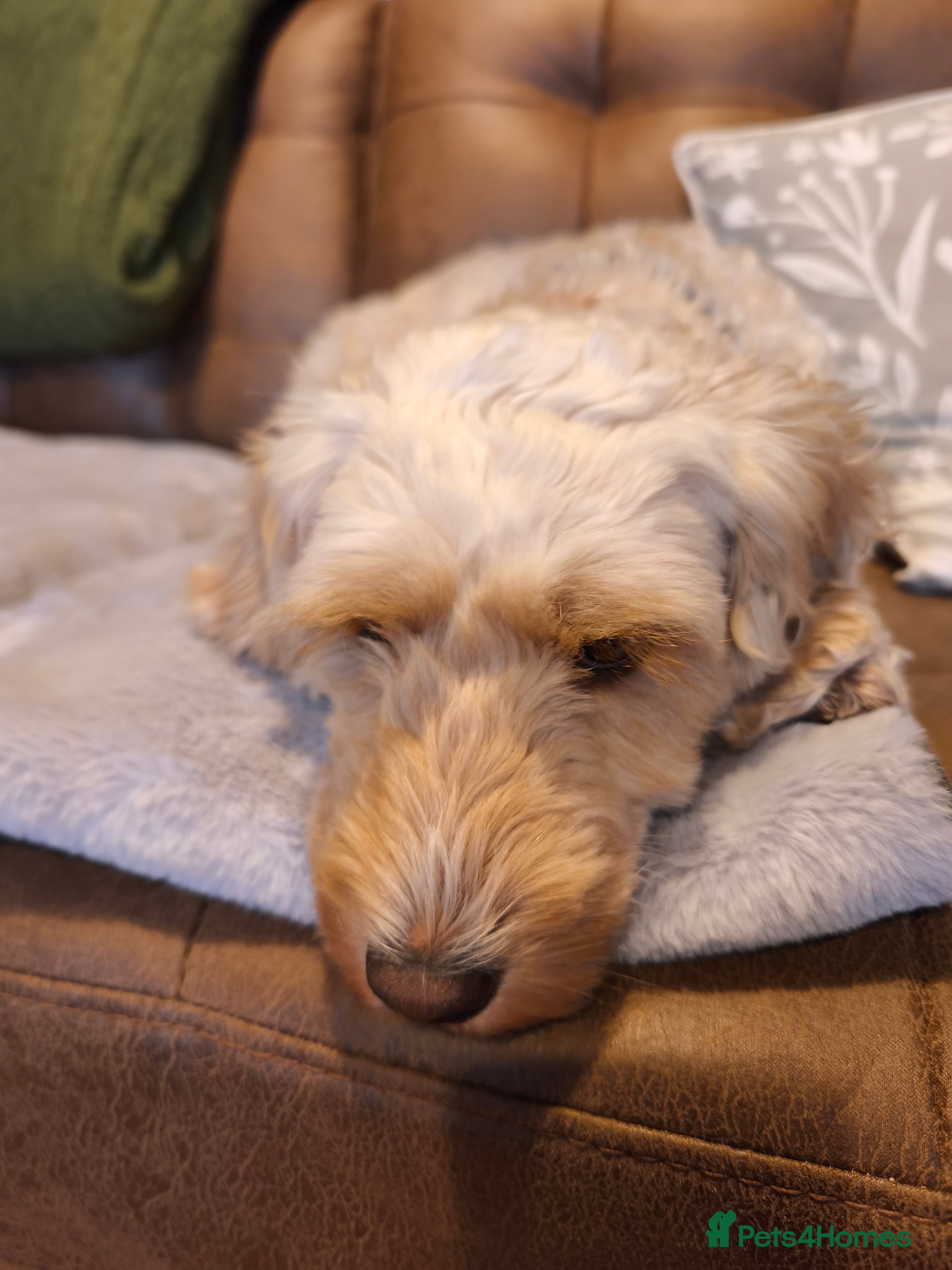 Cockapoo dogs Light Apricot Cockerpoo  - Advert 1