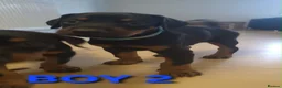 Dobermann dogs for sale: EU IMPORTED BLOODLINE DOBERMAN PUPPIES - Advert 3