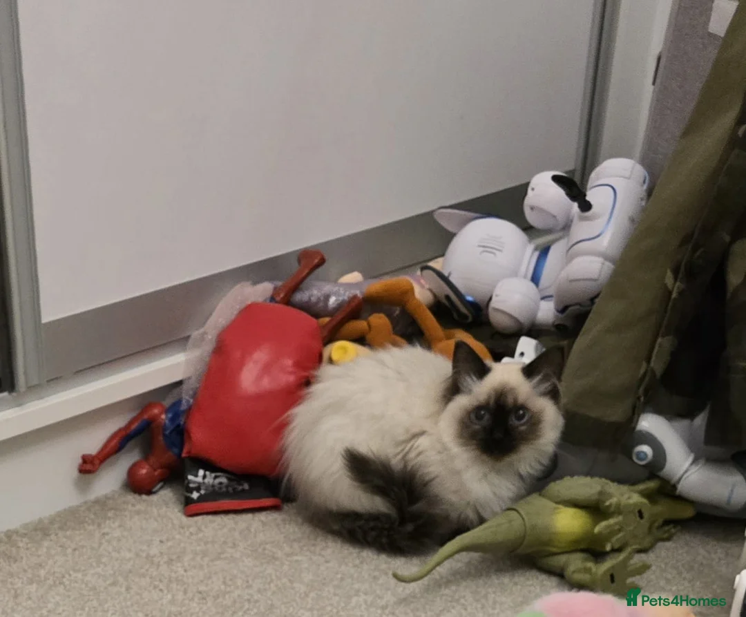 Ragdoll cats for sale: Ragdoll - Advert 22