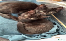 British Shorthair cats for sale: Kitten’s for sale  - Image 2