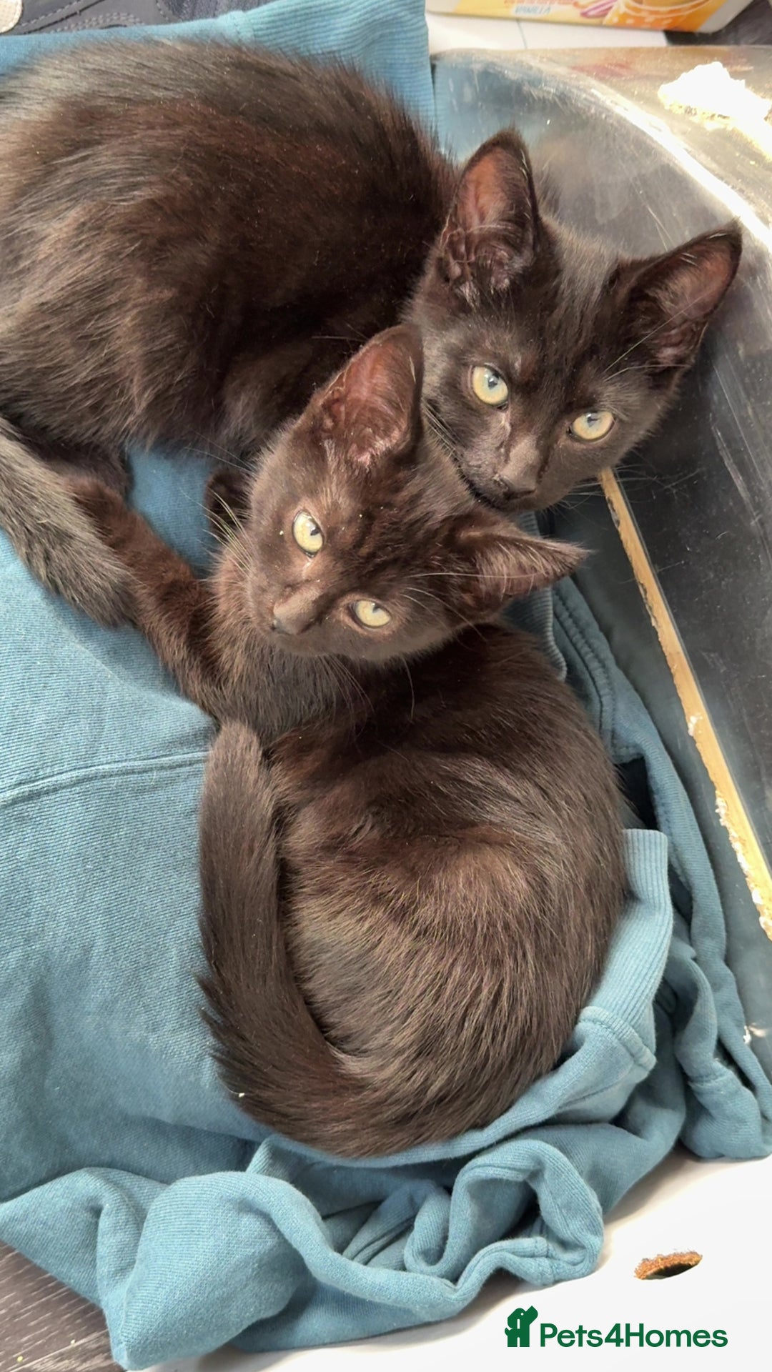 British Shorthair cats for sale: Kitten’s for sale  - Image 2