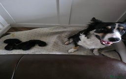 Mixed Breed dogs for sale: German shepherd cross Welsh collie puppies - Image 2
