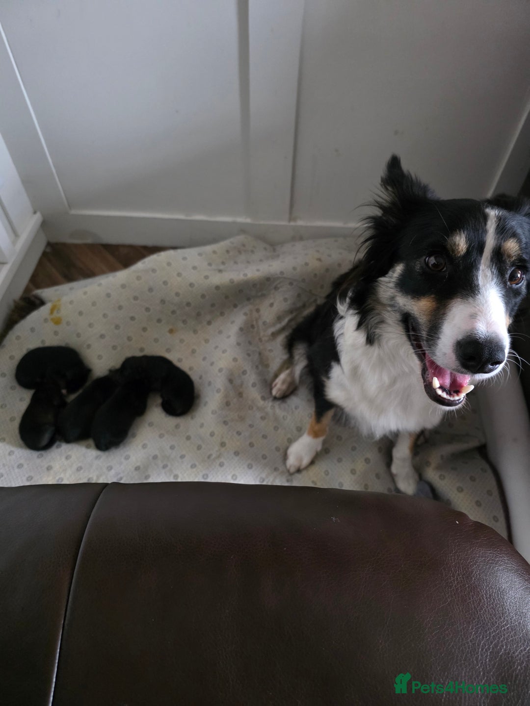 Mixed Breed dogs for sale: German shepherd cross Welsh collie puppies - Image 2