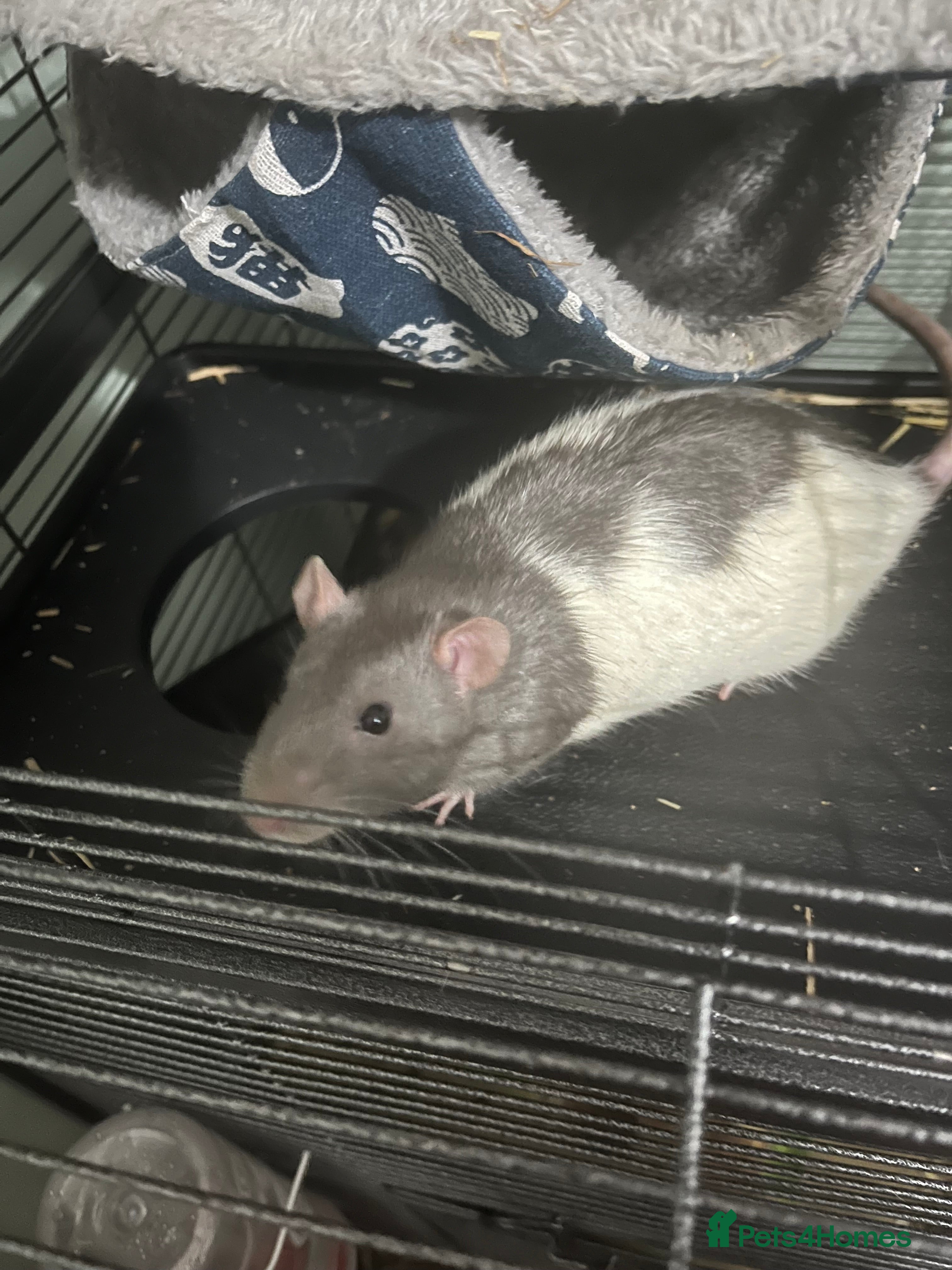 Rat rodents 2 rats for free rehoming  in Castleford - Advert 13