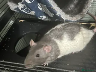 Rat rodents 2 rats for free rehoming in Castleford - Advert 3