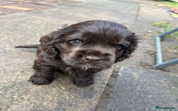 American Cocker Spaniel dogs for stud: KC PROVEN American Cocker Spaniel Stud (0.1% COI) in Stafford - Image 17