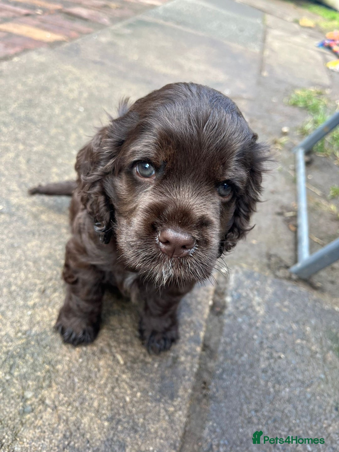 American Cocker Spaniel dogs for stud: KC PROVEN American Cocker Spaniel Stud (0.1% COI) in Stafford - Image 17