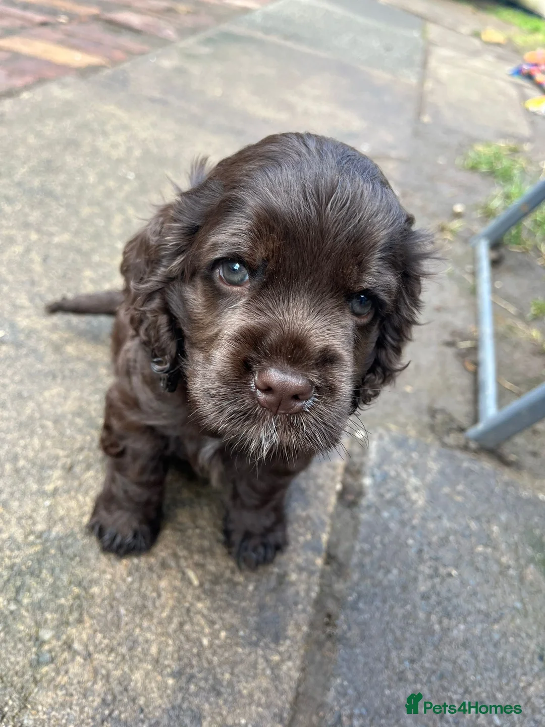 American Cocker Spaniel dogs for stud: KC PROVEN American Cocker Spaniel Stud (0.1% COI) in Stafford - Advert 21