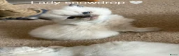 Ragdoll cats for sale: GCCF Registered - blue Ragdoll’s  in Stockport - Advert 15
