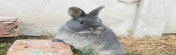 Netherland Dwarf rabbits for sale: ⭐️ Baby rabbits looking for new home ⭐️ - Advert 19