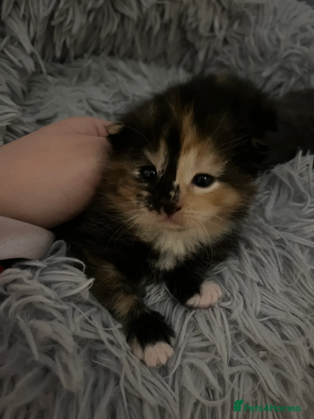 Russian Blue cats for sale: russian blue x domestic shorthair  - Advert 13