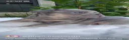 French Bulldog dogs for stud: French bulldog  - Advert 9