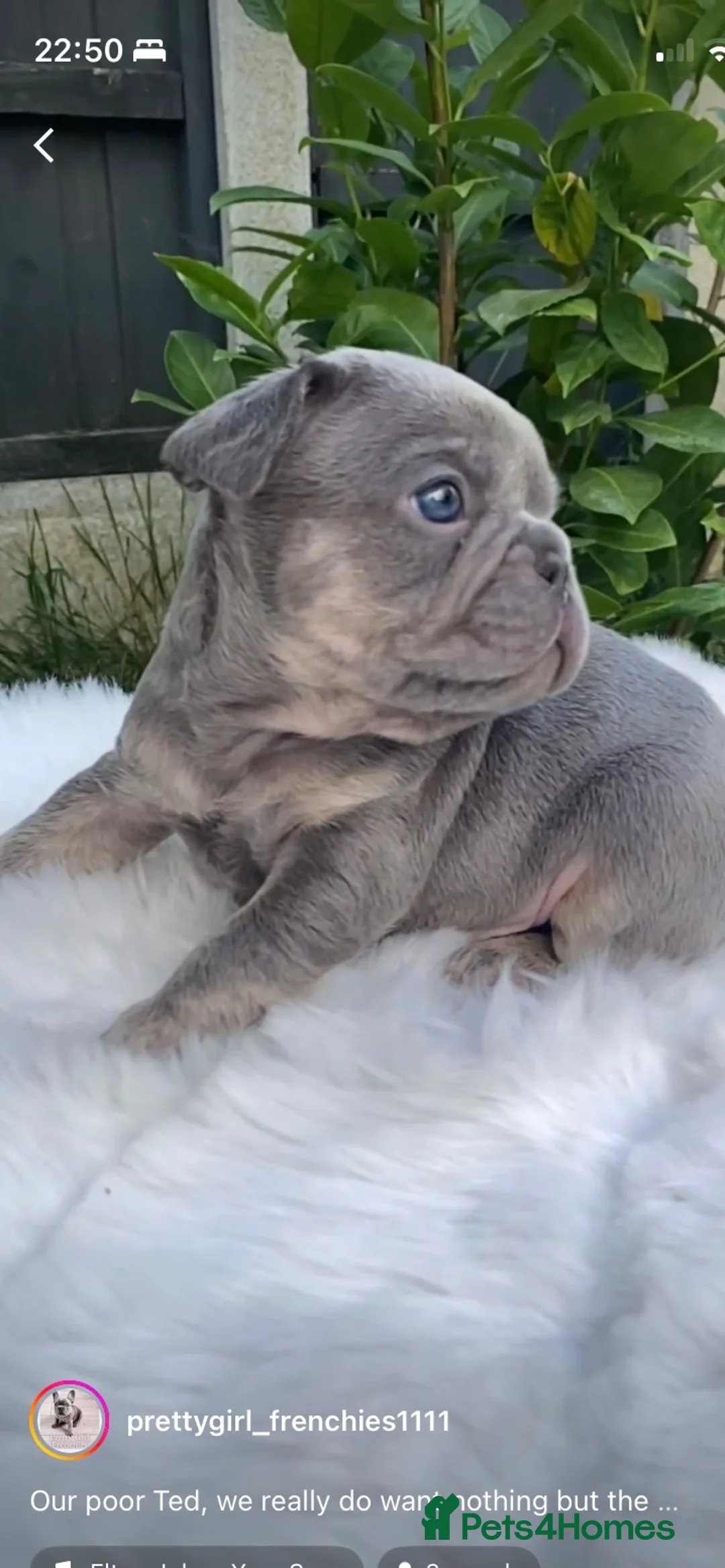 French Bulldog dogs for stud: French bulldog  - Advert 9