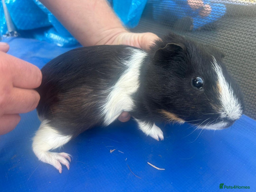 Guinea Pig rodents for sale: Guinea pigs  - Image 12