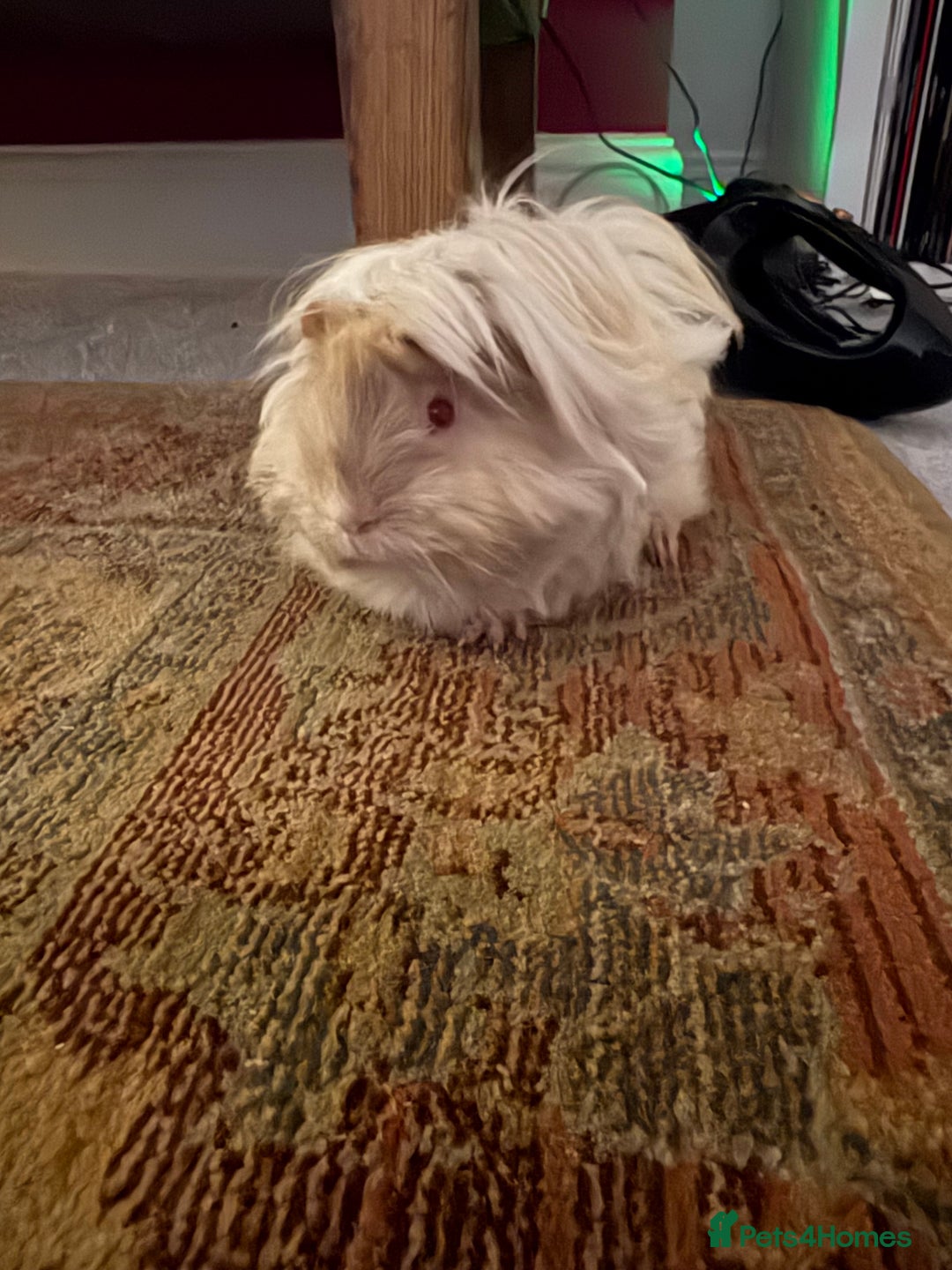 Guinea Pig rodents for sale: 2 6 month old female Guineapigs  - Advert 4