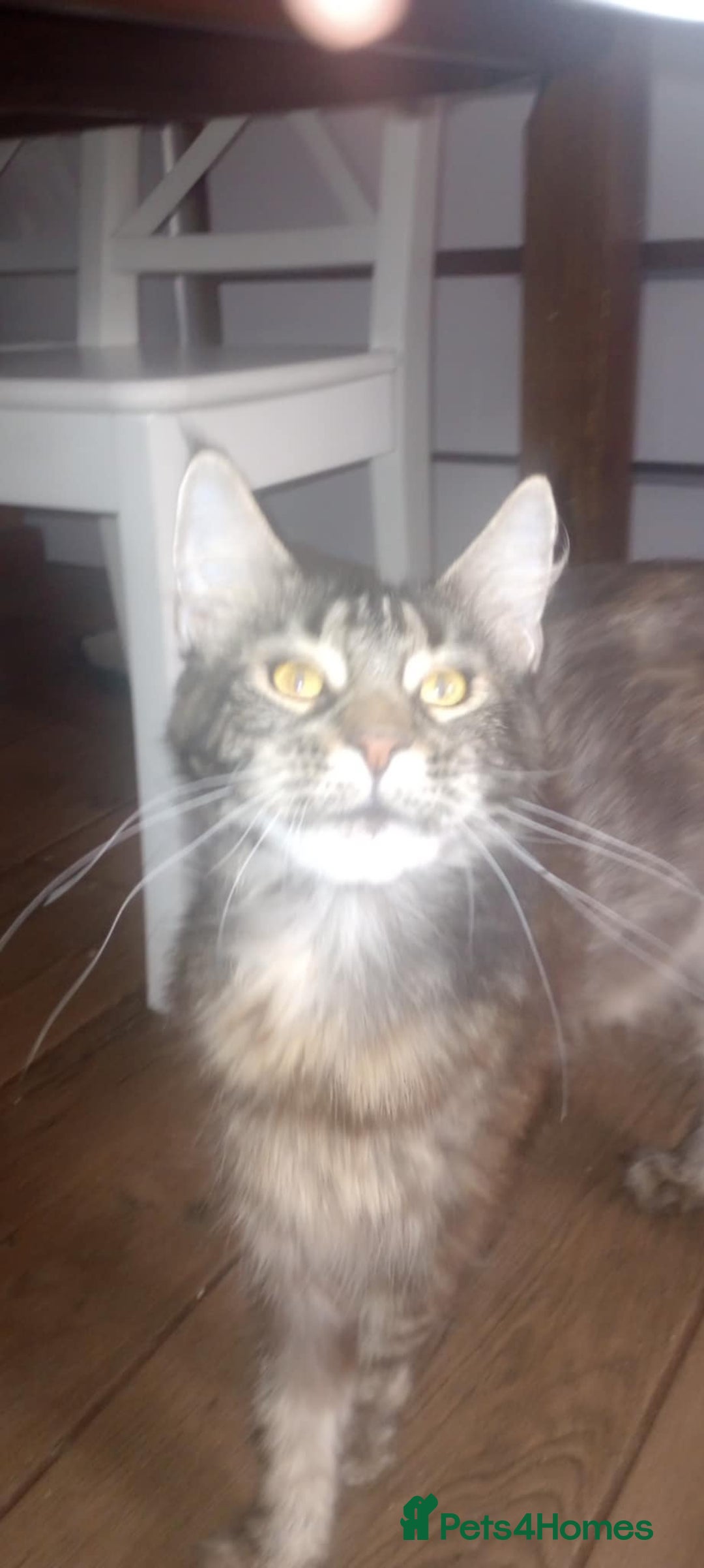 Turkish Van cats for sale: wonderful white cat - Advert 6