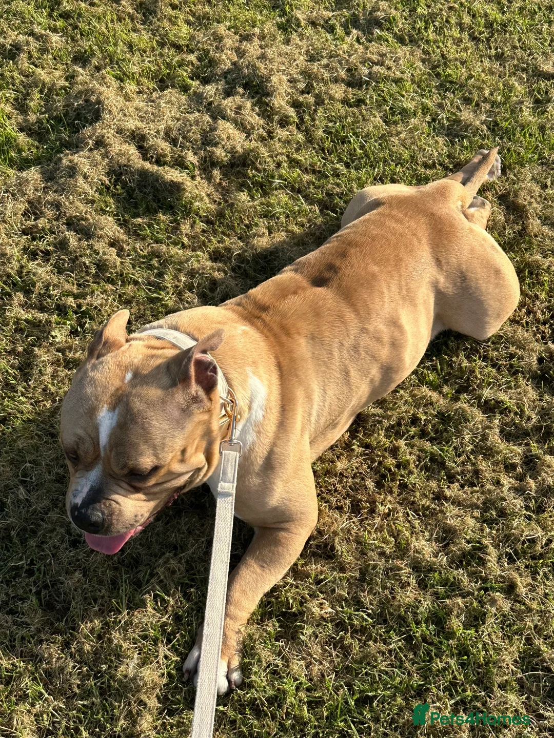 American Bully dogs for stud: STUD ! Kash - Advert 2
