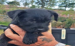Patterdale Terrier dogs for stud: Proven Patterdale Terrier standing at Stud in Biggar - Image 14