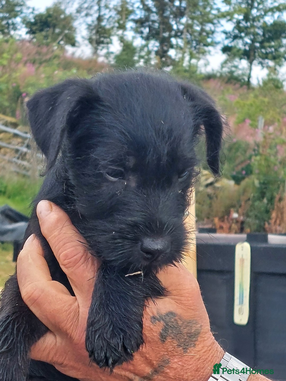 Patterdale Terrier dogs for stud: Proven Patterdale Terrier standing at Stud in Biggar - Image 14