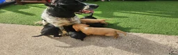Sprocker dogs for sale:  SPROCKERS - Advert 6