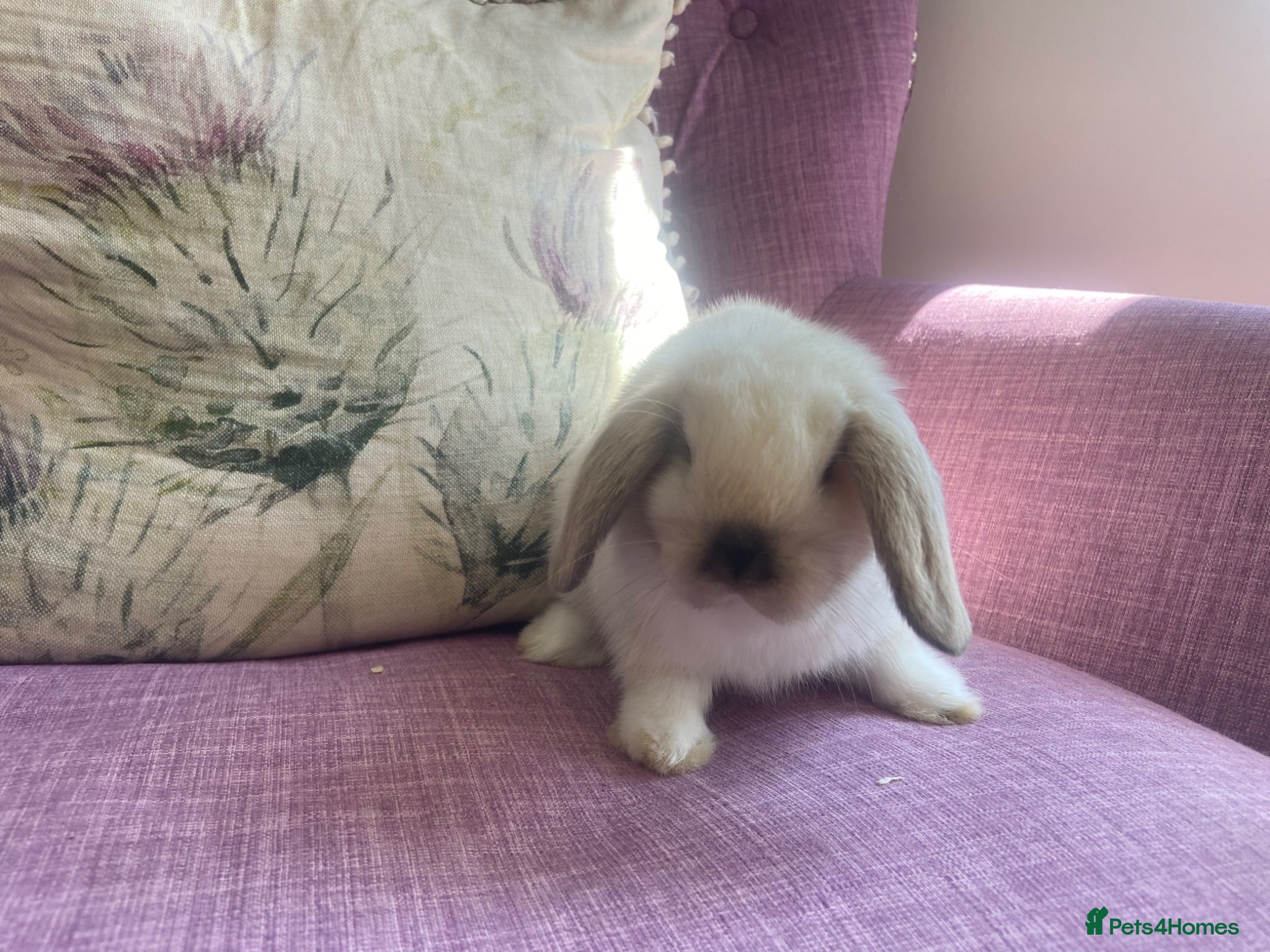 Mini Lop rabbits Mini lops - Advert 1