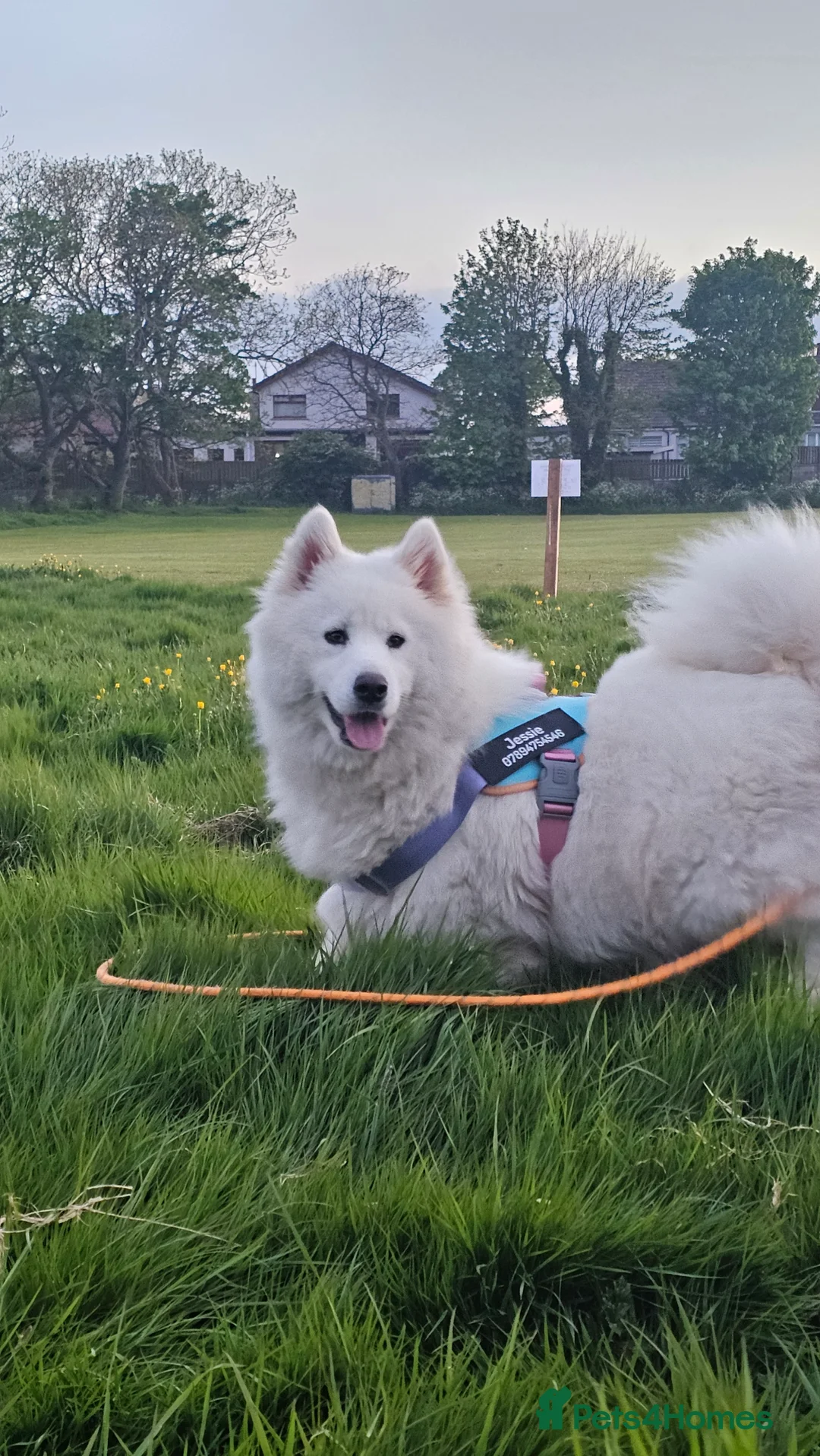 Samoyed dogs for sale: ‼️KC Registered Puppies!!!‼️ - Advert 19