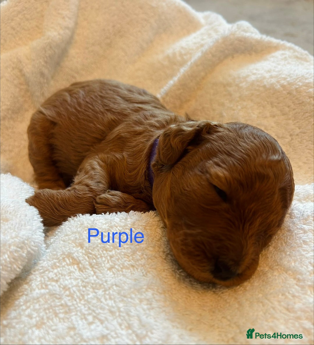 Cockapoo dogs for sale: ⭐️Exceptional litter - Cockapoo F1BB⭐️ - Image 22