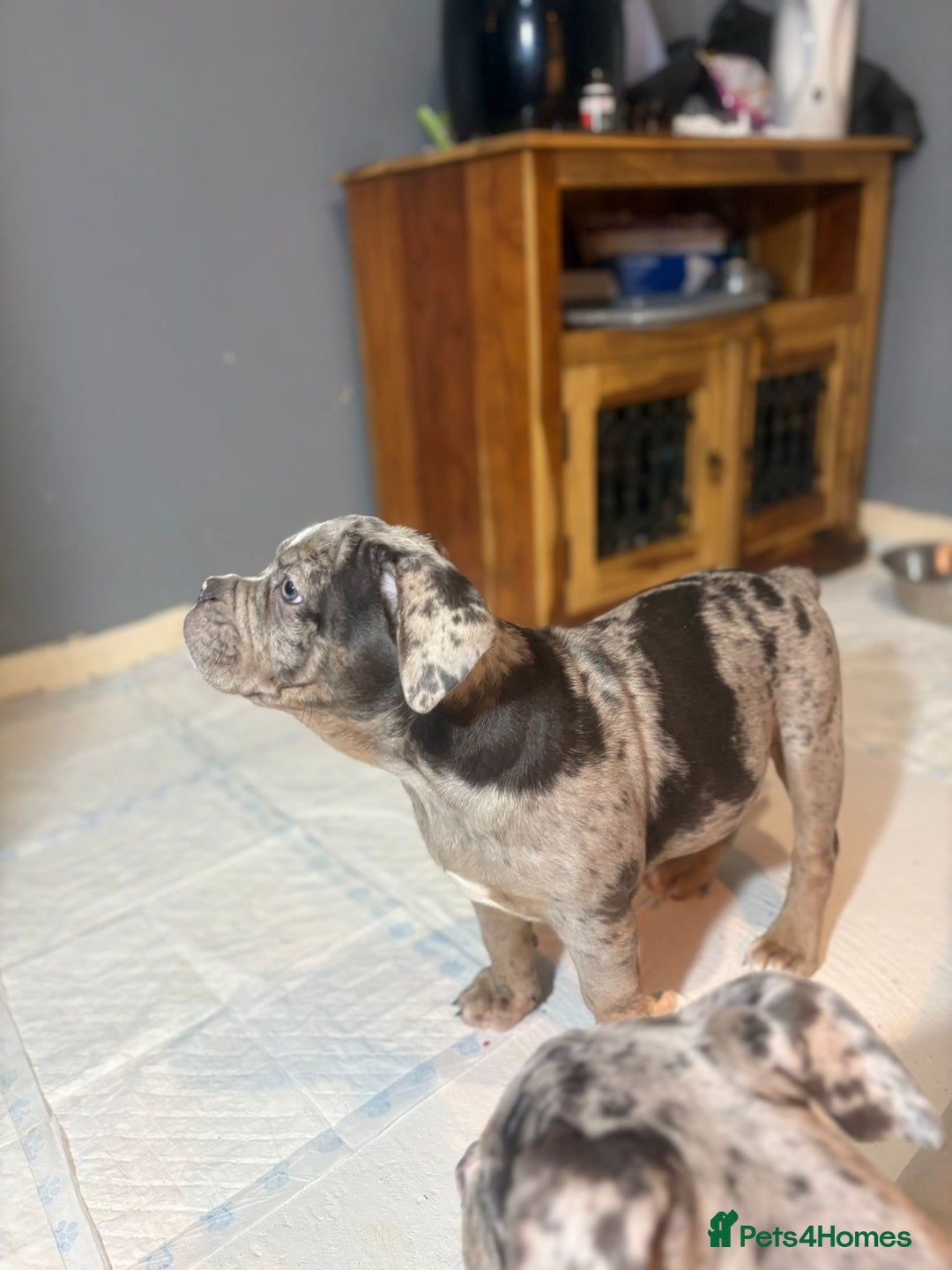 Olde English Bulldogge dogs for sale: 3 male puppy Olde English Bulldogges left - Advert 14