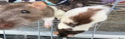 Rat rodents for sale: 3 gorgeous girls looking for a loving new home  - Advert 3