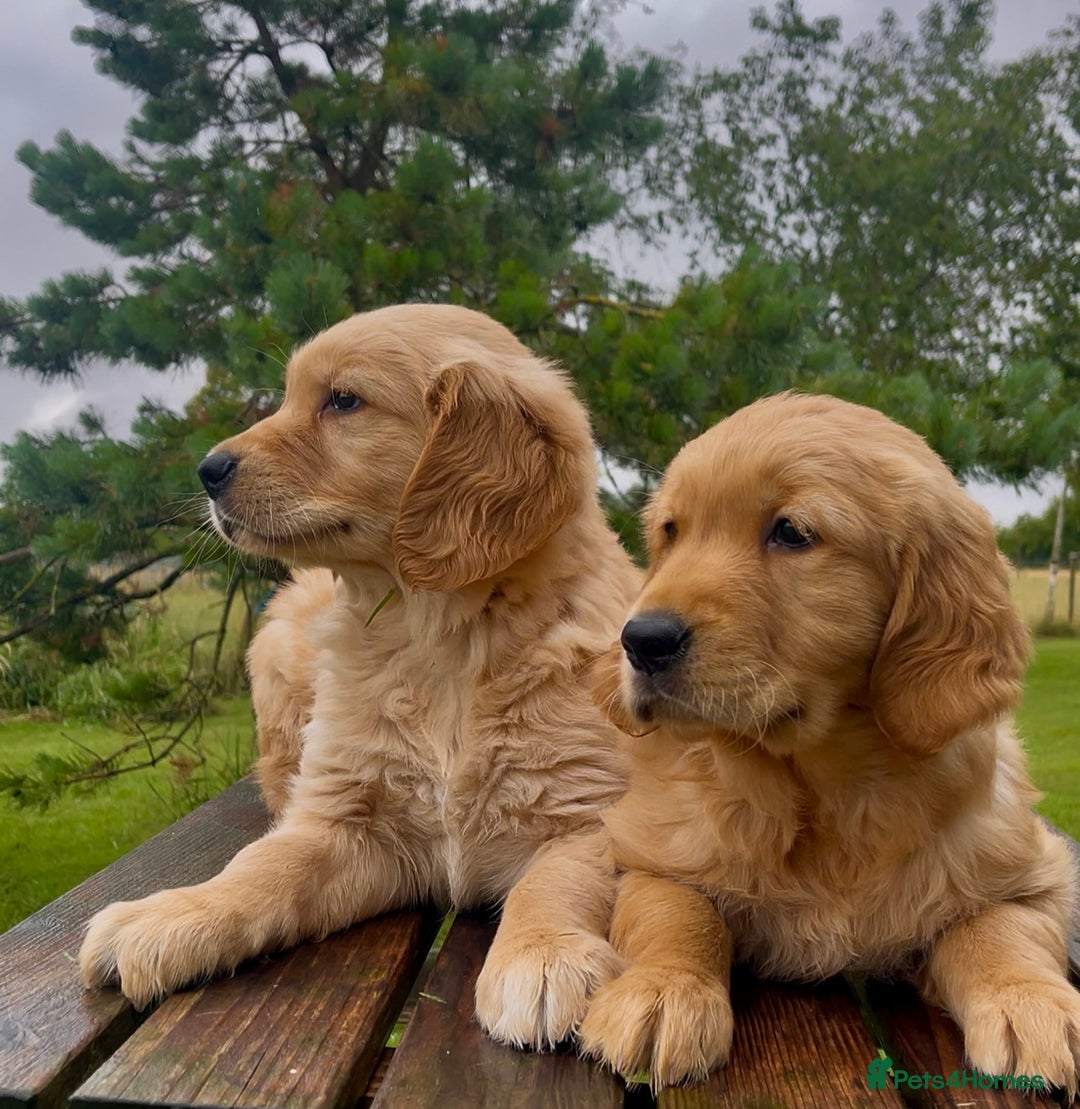Golden Retriever dogs for sale: KC Reg Golden/Red Working Strain Retriever Puppies - Image 3