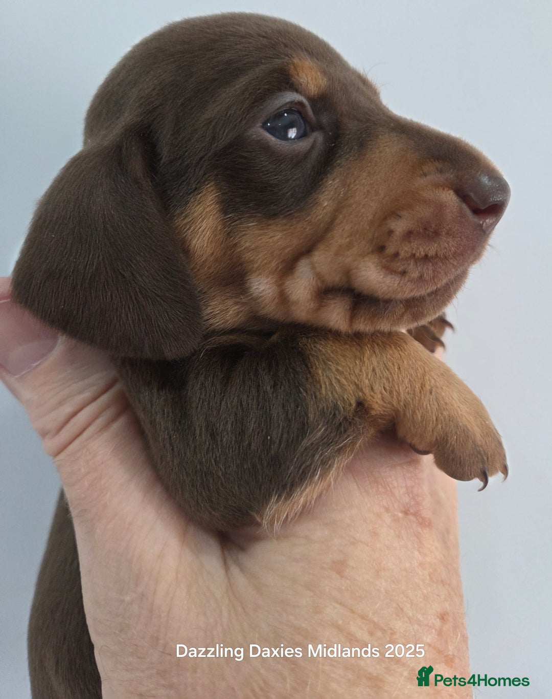 Miniature Dachshund dogs for sale: Shorthaired Minature Daschunds  - Image 15