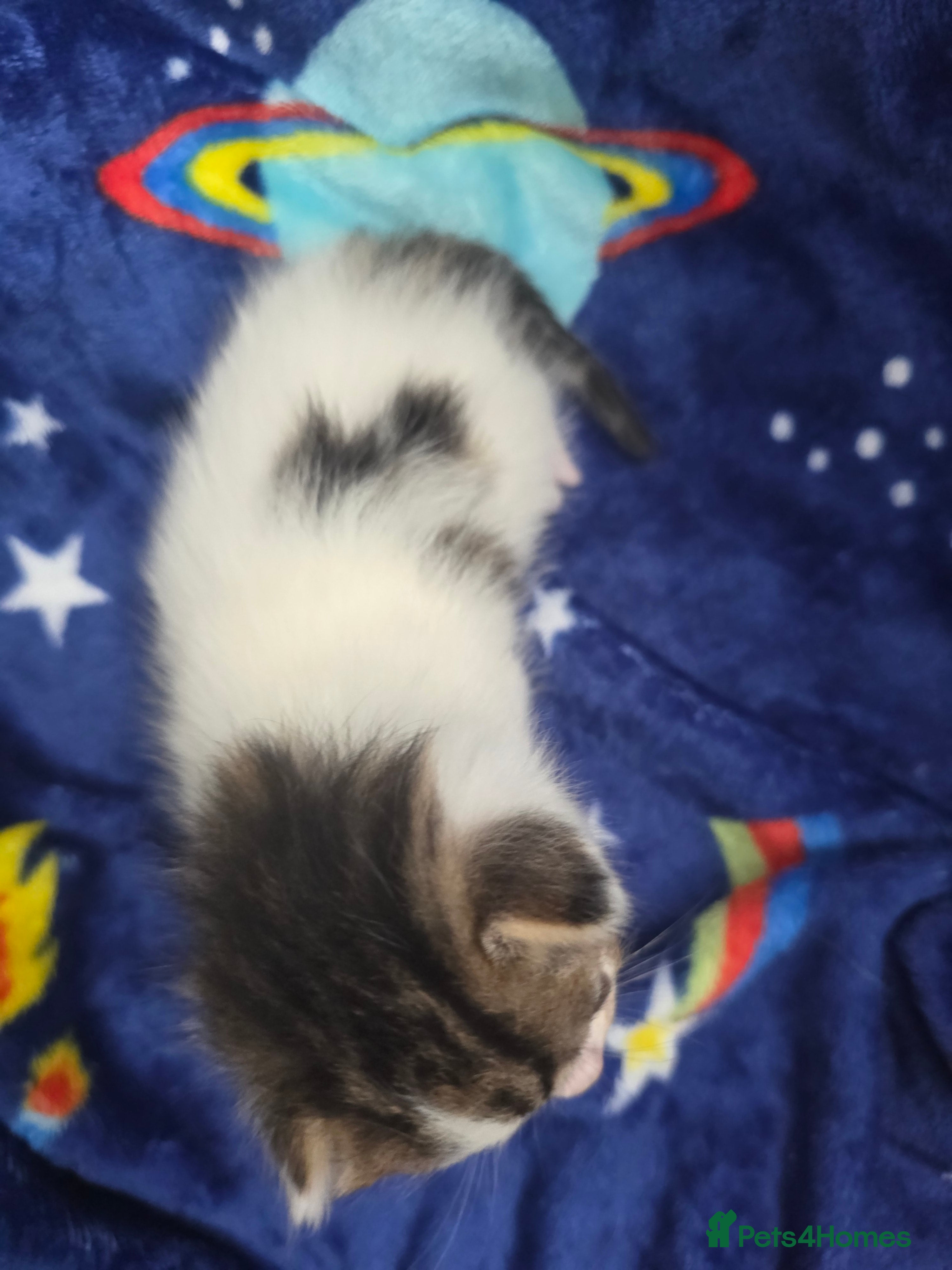 Mixed Breed cats for sale: Mixed bread kittens  - Advert 9