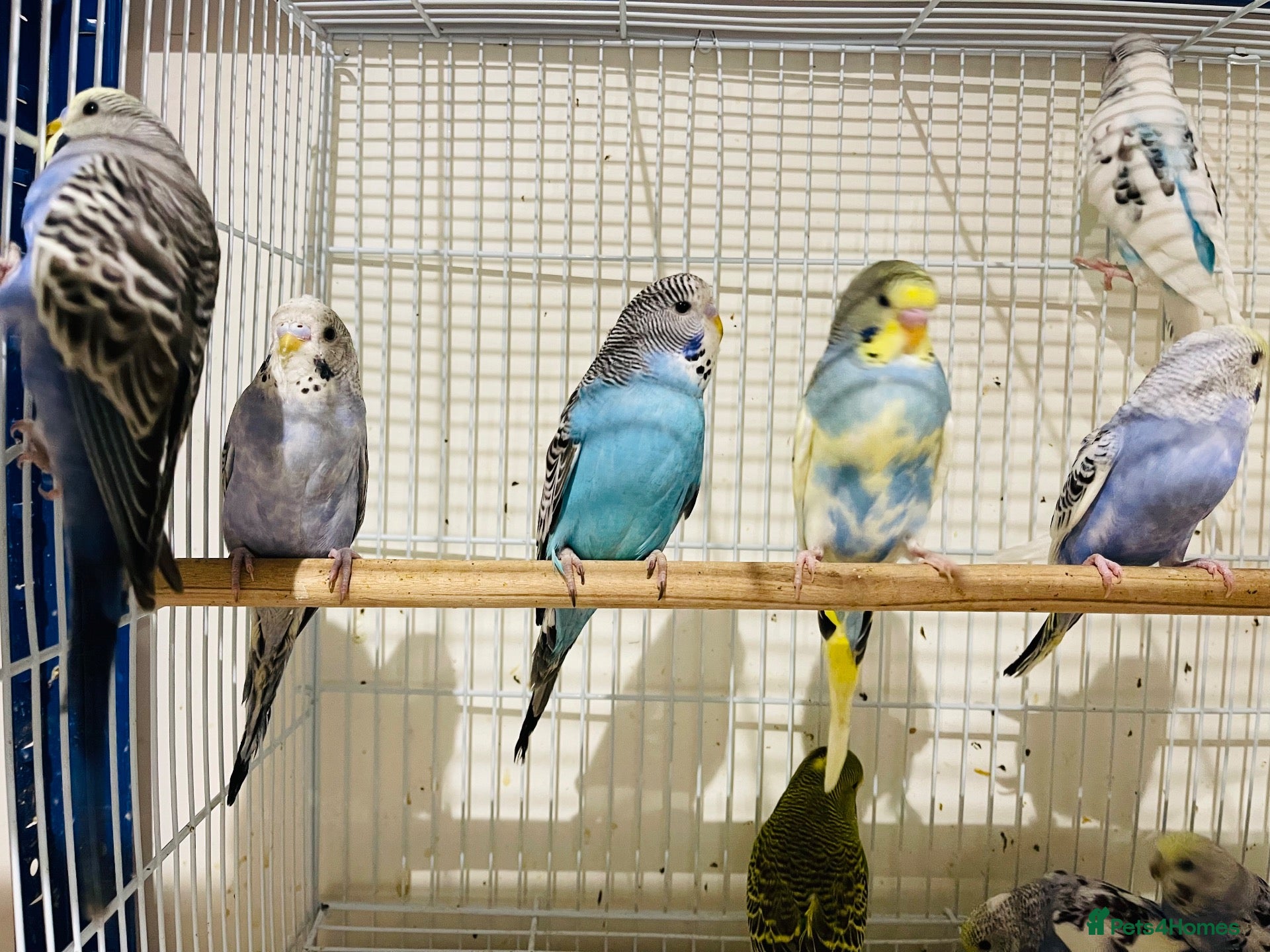 Budgerigars birds Budgies for sale  - Advert 1