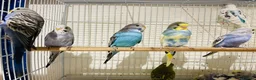 Budgerigars birds for sale: Budgies for sale  - Advert 1