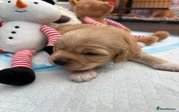 Cockapoo dogs for sale: Cockapoo puppies  - Image 3