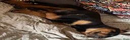 Rottweiler dogs for sale: Chunky Rottweiler boy  in Penzance - Advert 3