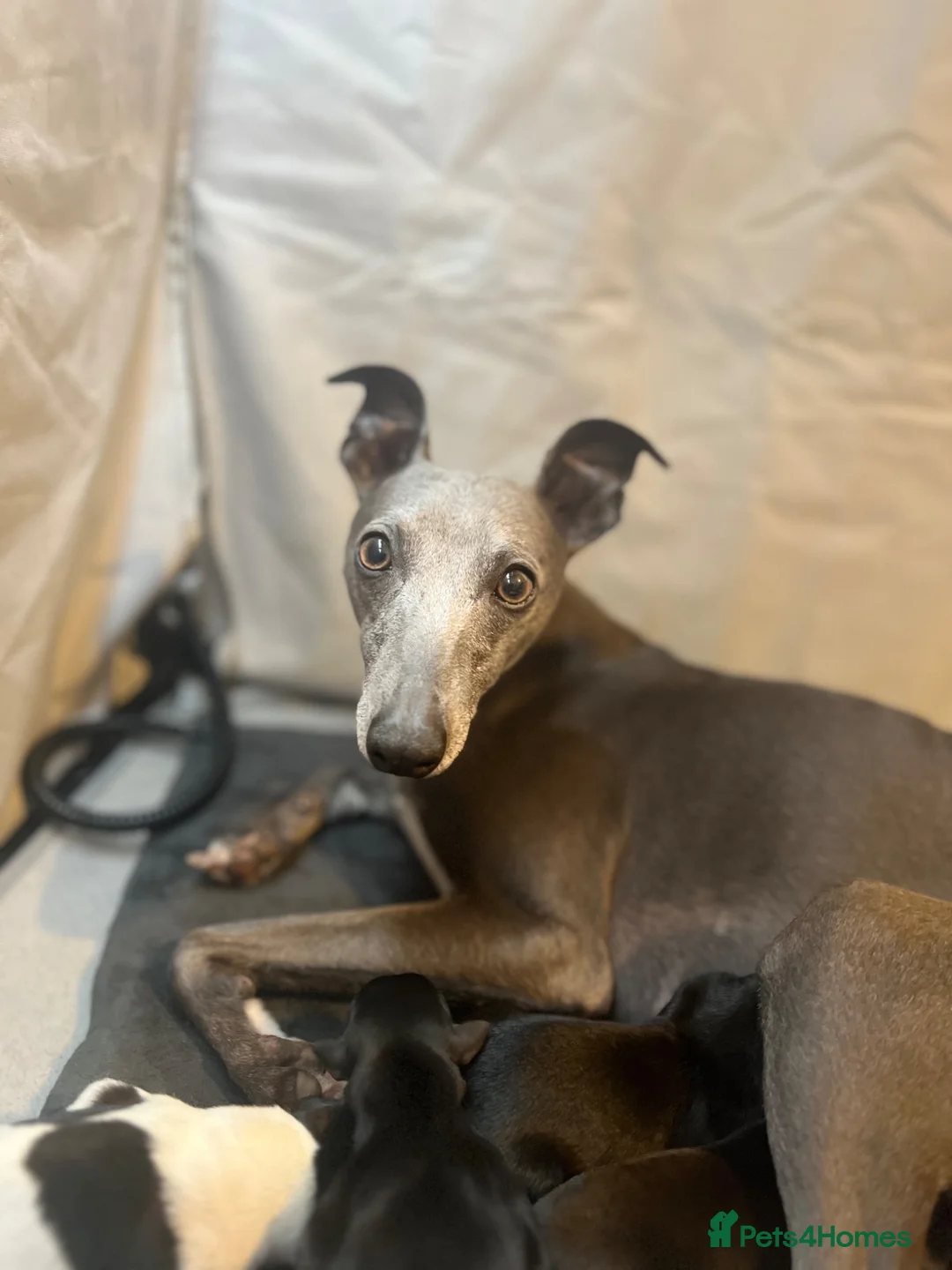 Whippet dogs for sale: KC registered whippet puppies  - Advert 1