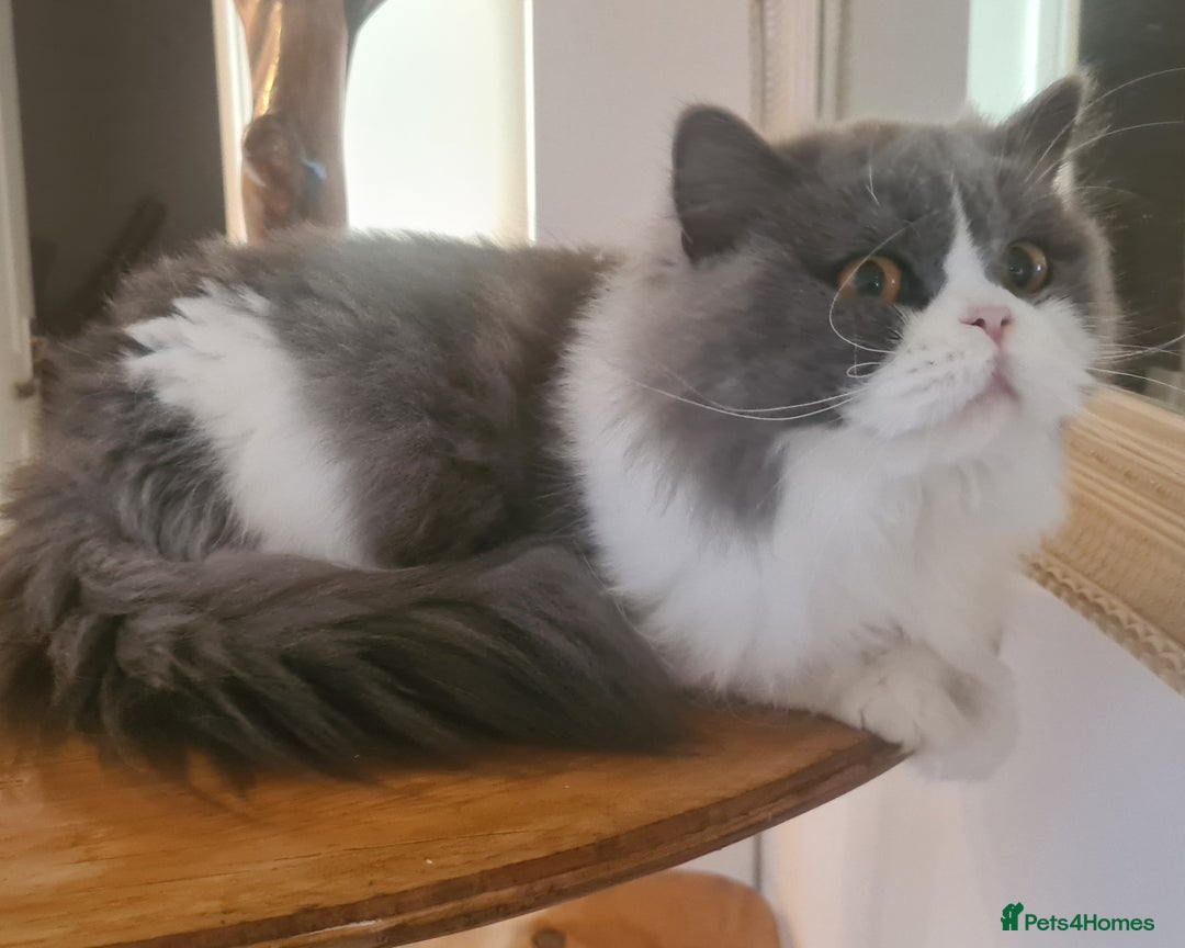 British Longhair cats for sale: Tica registered British Longhair Lady Rehome - Image 9